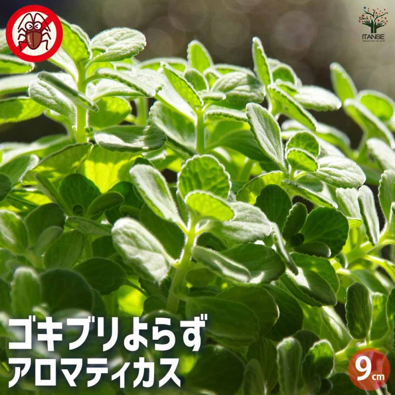 ★Yu★　実付　33篤姫ライチ 耐寒性 結実中・33 篤姫ライチ 半耐寒性