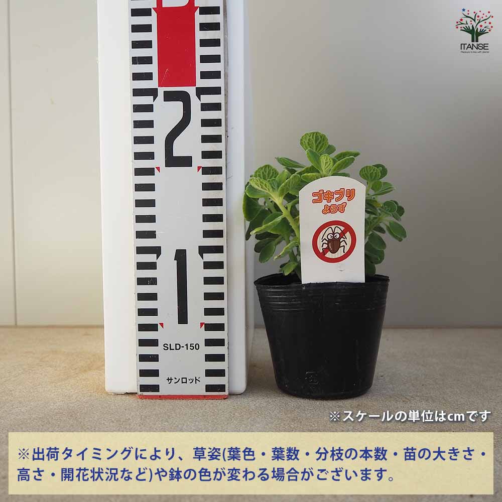 追加商品画像