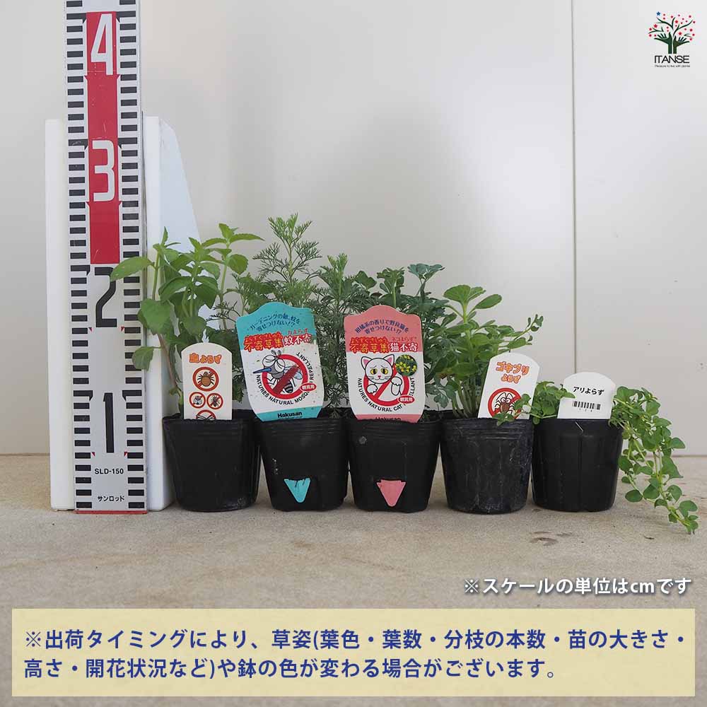 追加商品画像