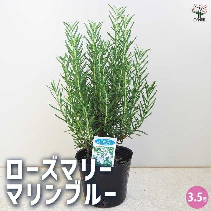 2個まとめ買い ローズマリー 51xpy4hGyqL._UF1000,1000_QL80_.jpg