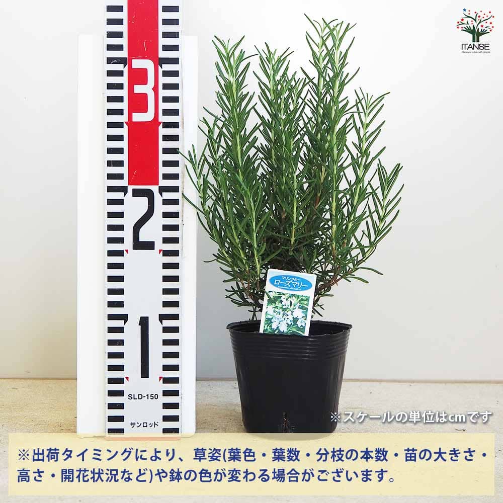 ローズマリー マリンブルー 【ハーブの苗 3.5～4号】｜ 【植物の