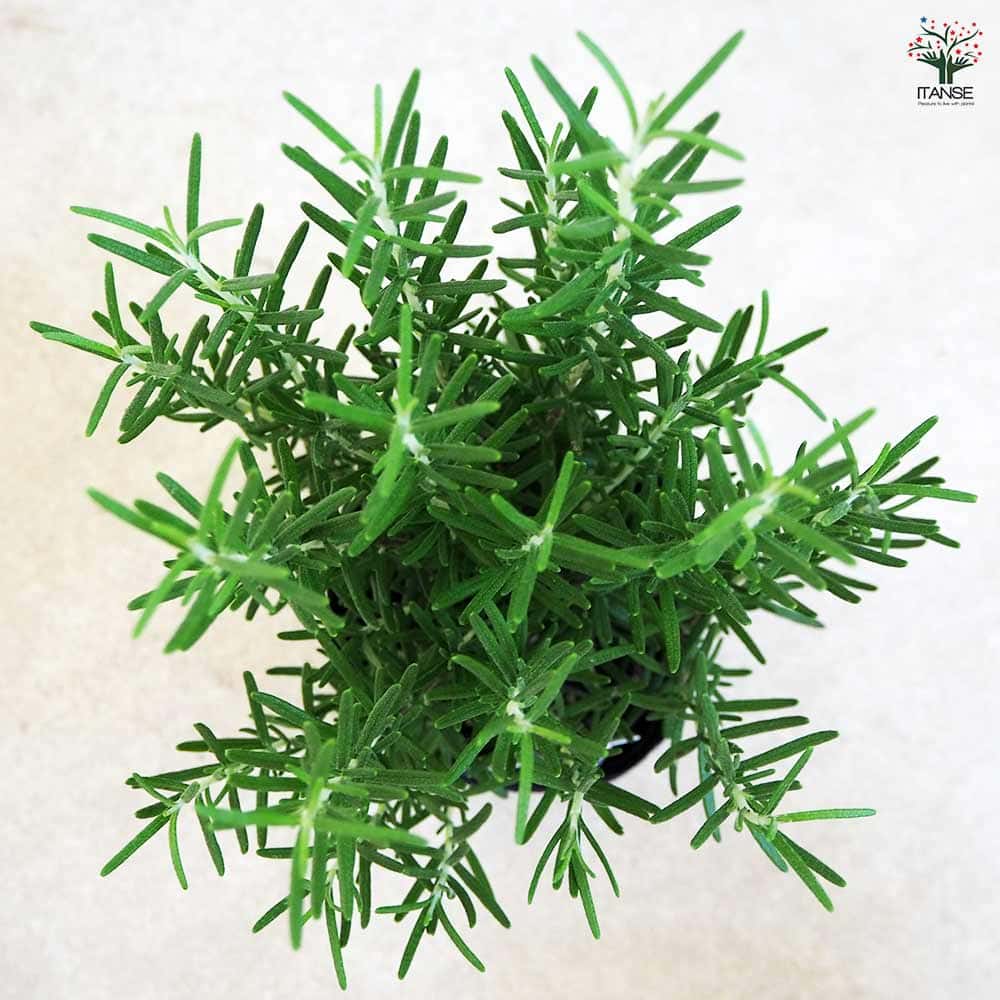 ローズマリー マリンブルー 【ハーブの苗 3.5号】｜ 【植物の