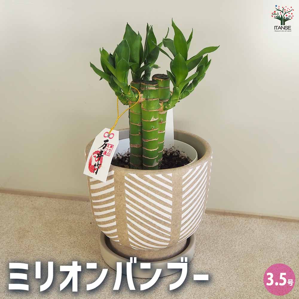 ミリオンバンブー 皿付陶器鉢 ヘリンボーン 12cm付き 【観葉植物 3.5号