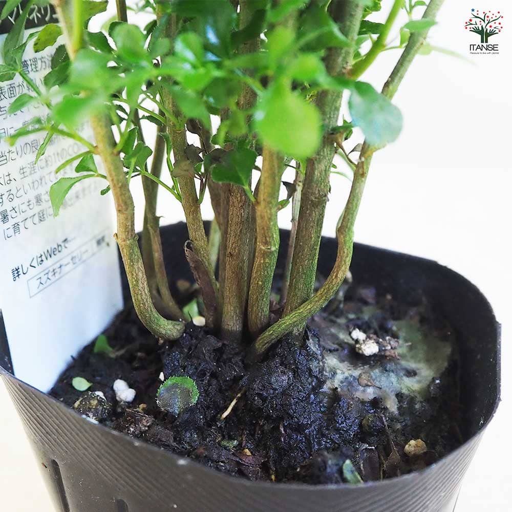 シマトネリコ 【観葉植物 3号】｜ 【植物のITANSE】全品送料無料