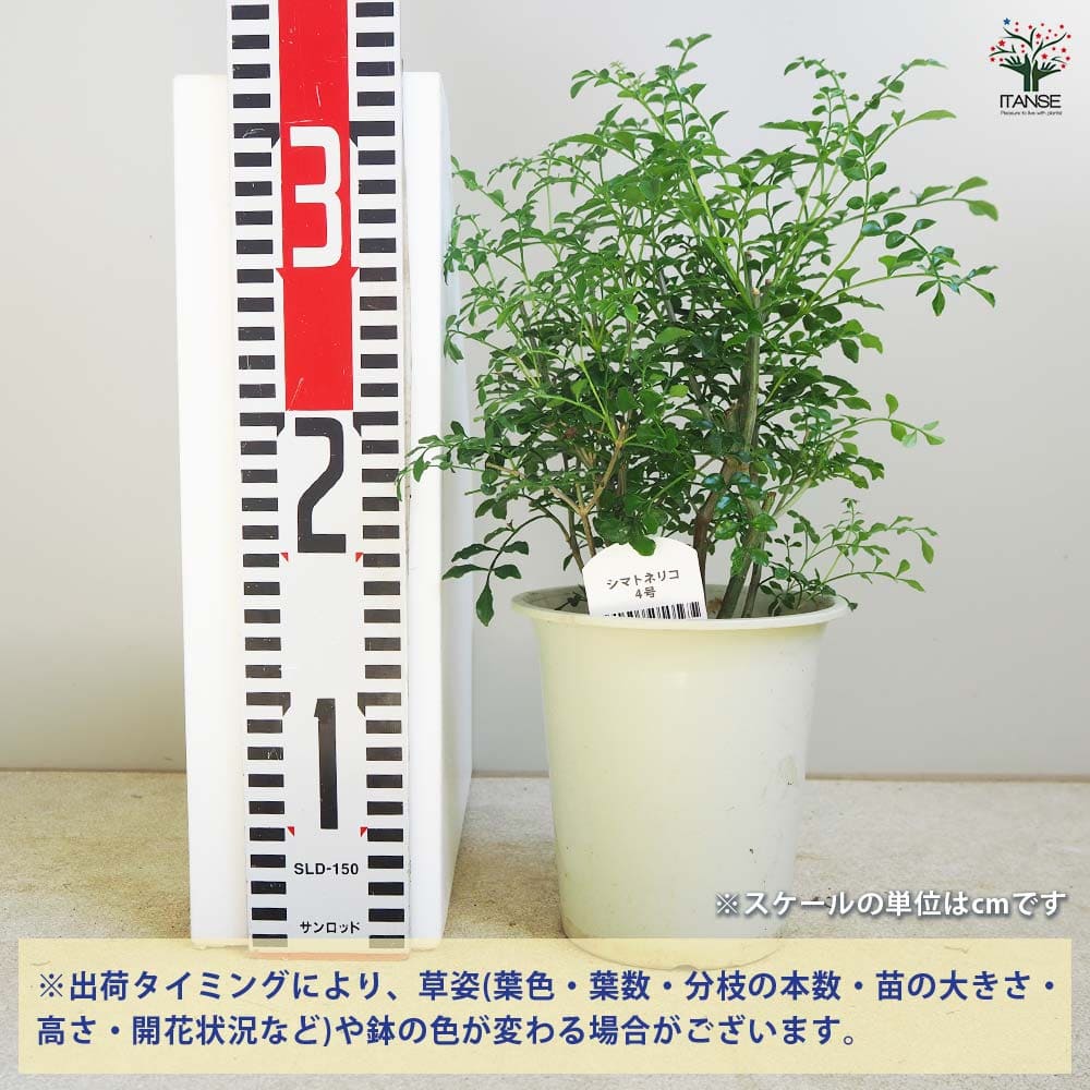 シマトネリコ 【観葉植物 4号】｜ 【植物のITANSE】全品送料無料