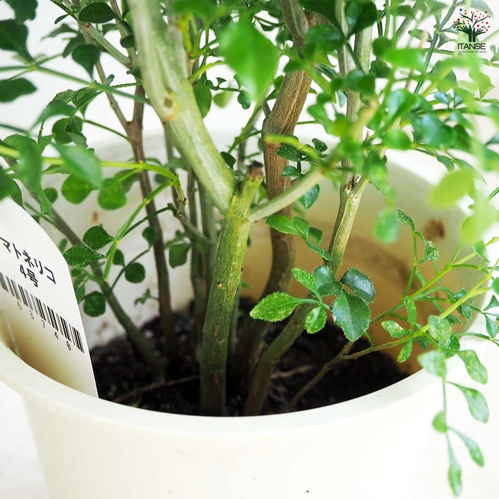 シマトネリコ 【観葉植物 4号】｜ 【植物のITANSE】全品送料無料