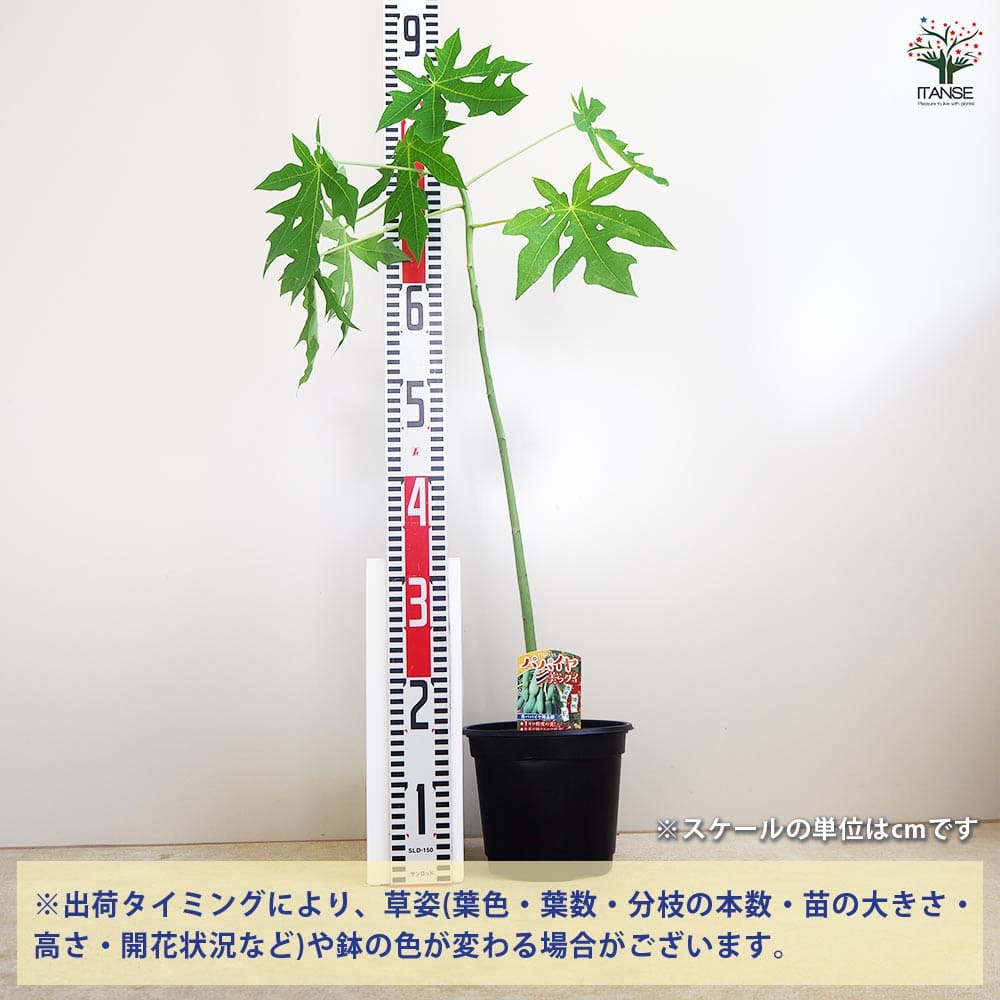 パパイヤの苗 美らタイ 【果樹の苗木 18cm】｜ 【植物のITANSE