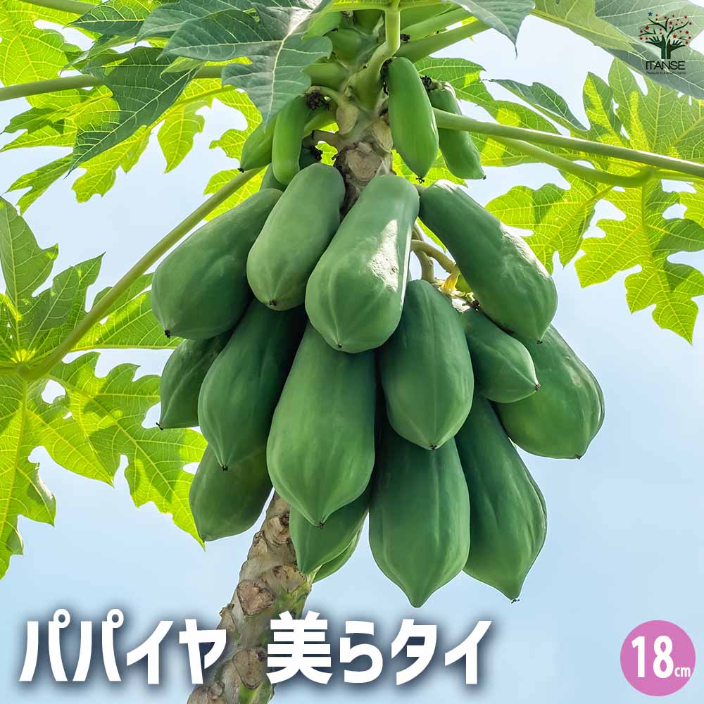パパイヤの苗 美らタイ 【果樹の苗木 18cm】｜ 【植物のITANSE