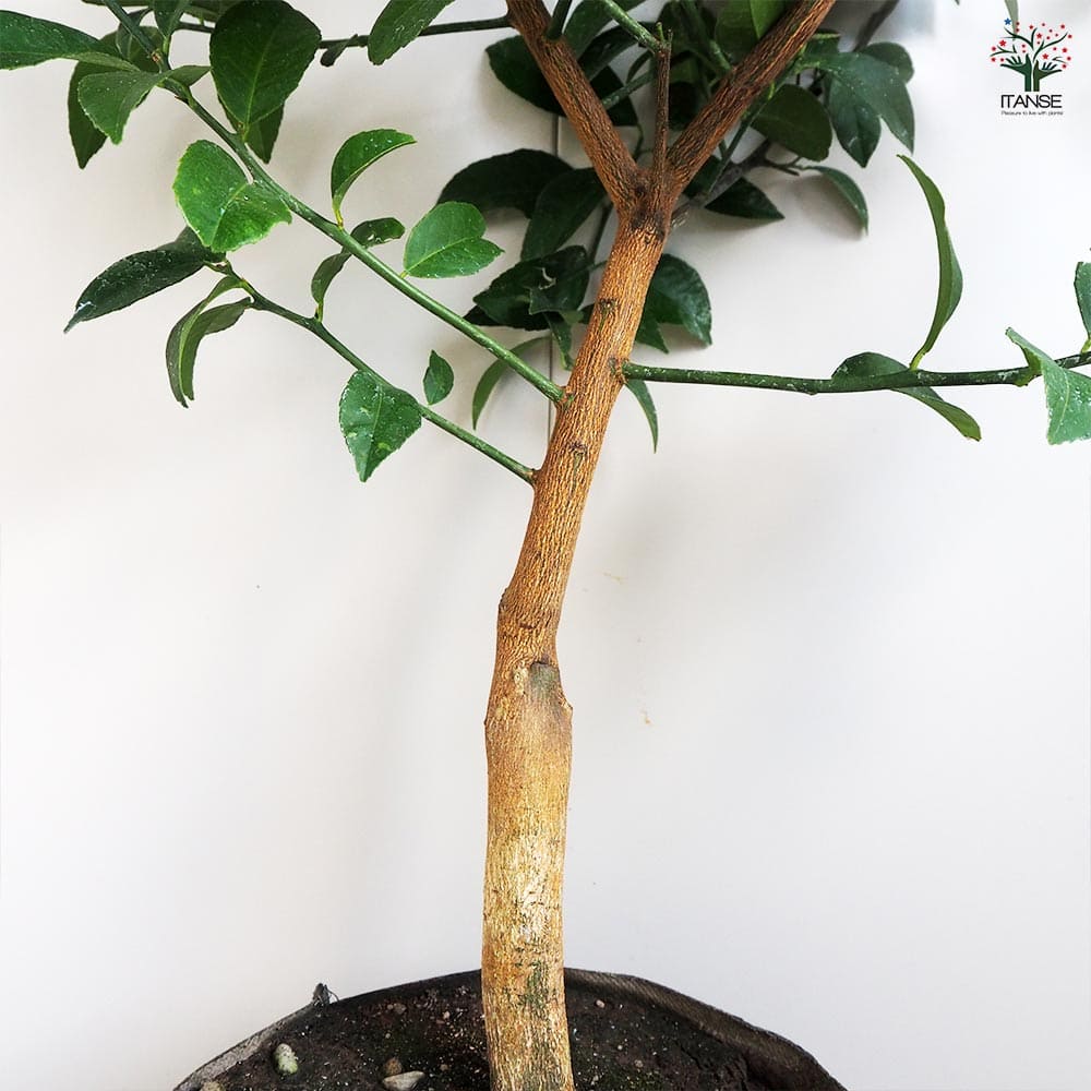 レモンの苗木 マイヤーレモン バック 根巻き 【果樹の苗木 7号