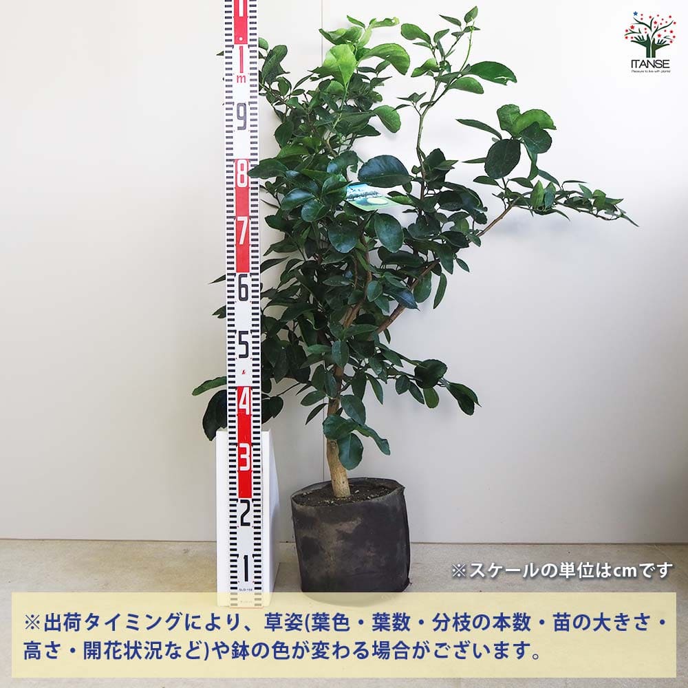 果樹　艶のある葉　未成熟果実　ライム苗木 果樹 艶のある葉 未成熟果実 ライム苗木 果樹 艶のある葉 未