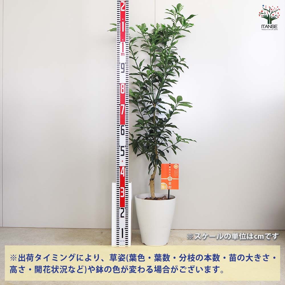 追加商品画像