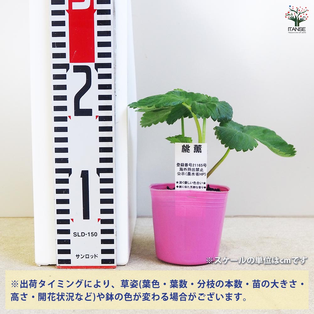 追加商品画像