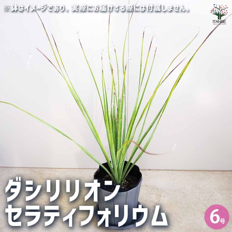 ダシリリオン｜【植物のITANSE】全品送料無料・即出荷!