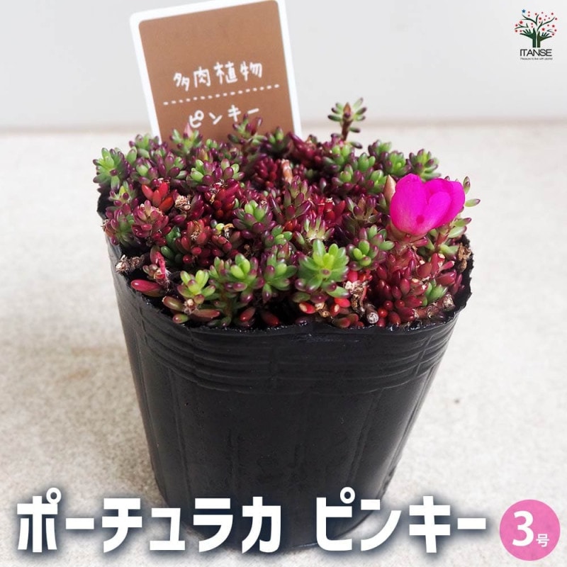 べにはるか芋苗300本ふくむらさき苗60本29日発送 べにはるか芋苗300本ふくむらさき苗60本29日発送