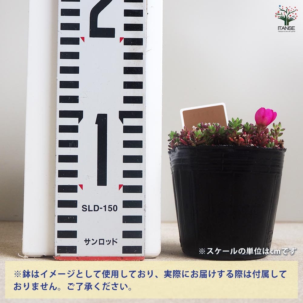 ポーチュラカ ピンキー2個～ 【多肉植物 3号】｜ 【植物のITANSE