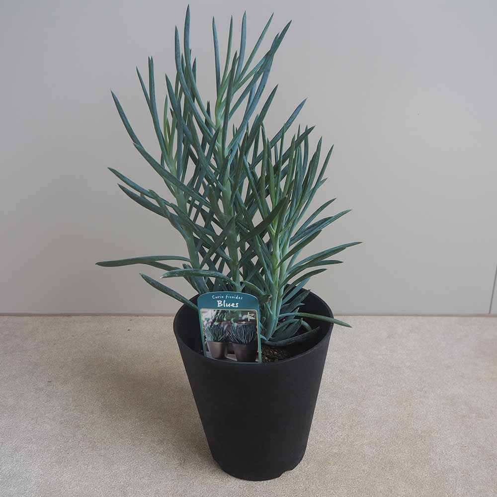 セネシオ　キュリオ　ブルース　8号鉢　多肉植物 セネシオ キュリオ ブルース 8号鉢 多肉植物 - メルカリ