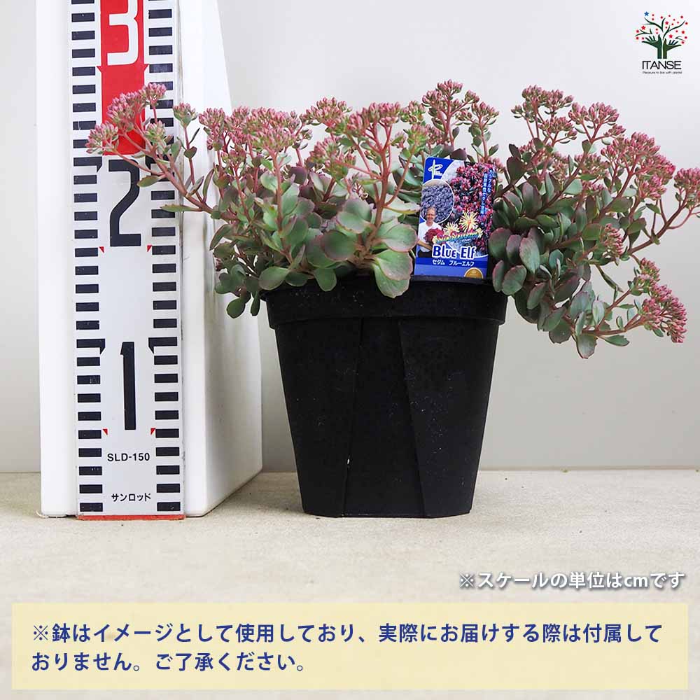 セダム ブルーエルフ 【多肉植物 5号】｜ 【植物のITANSE】全品