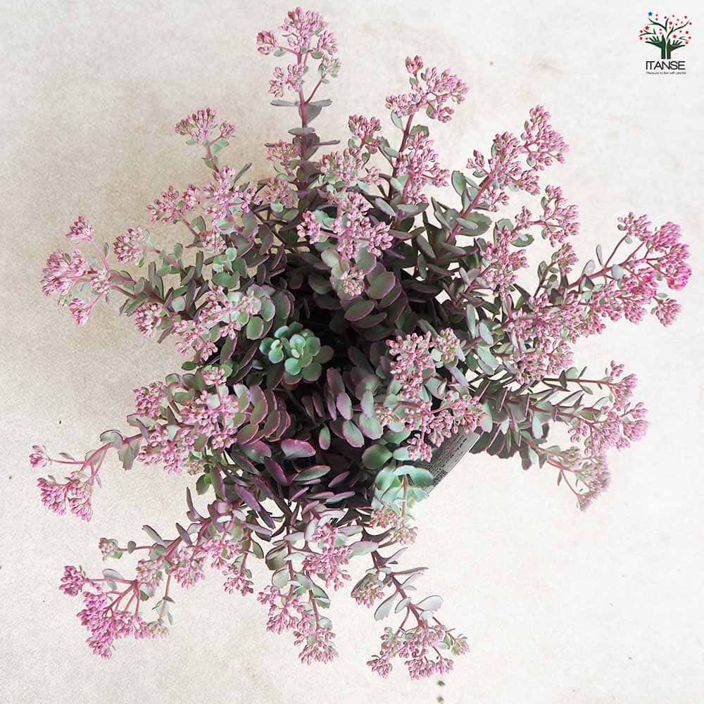 セダム ブルーエルフ 【多肉植物 5号】｜ 【植物のITANSE】全品