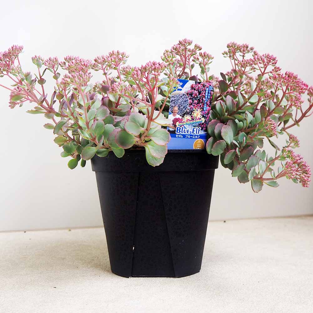 セダム ブルーエルフ 【多肉植物 5号】