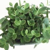 セダム ライムジンガー2個〜 【多肉植物 2.5号】|多肉植物