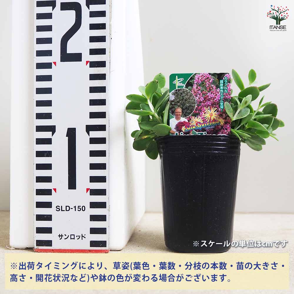 セダム ライムジンガー2個～ 【多肉植物 2.5号】｜ 【植物の