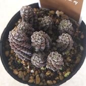 アナカンプセロス デパウペラータ2個〜 【多肉植物 2.5号】