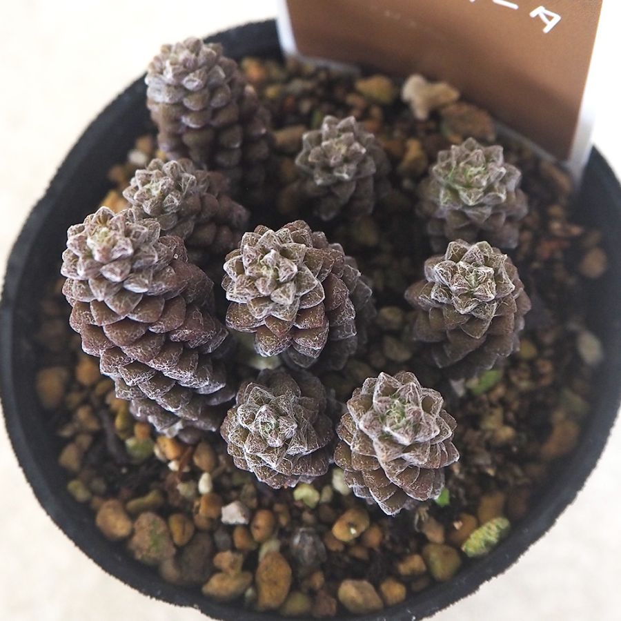 アナカンプセロス デパウペラータ2個～ 【多肉植物 2.5号】