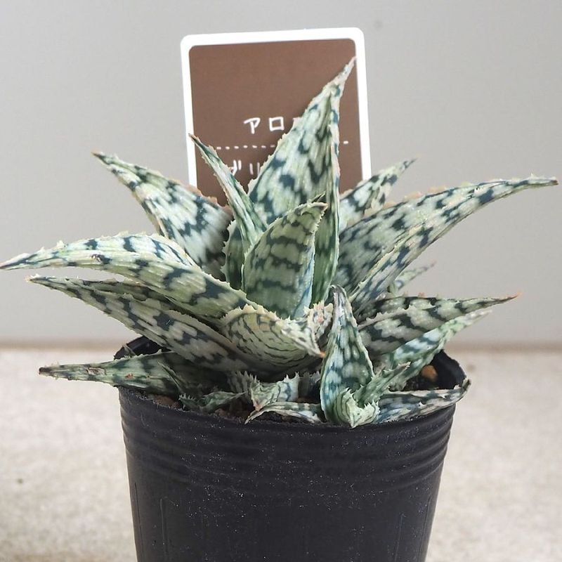 フィロデンドロン グリーンコンゴ 【観葉植物 4号／1個売り】｜ 【植物