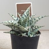 アロエ ブリザード2個〜 【多肉植物 2.5号】