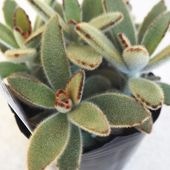 多肉植物 ゴールデンラビット2個〜 【多肉植物 3号】