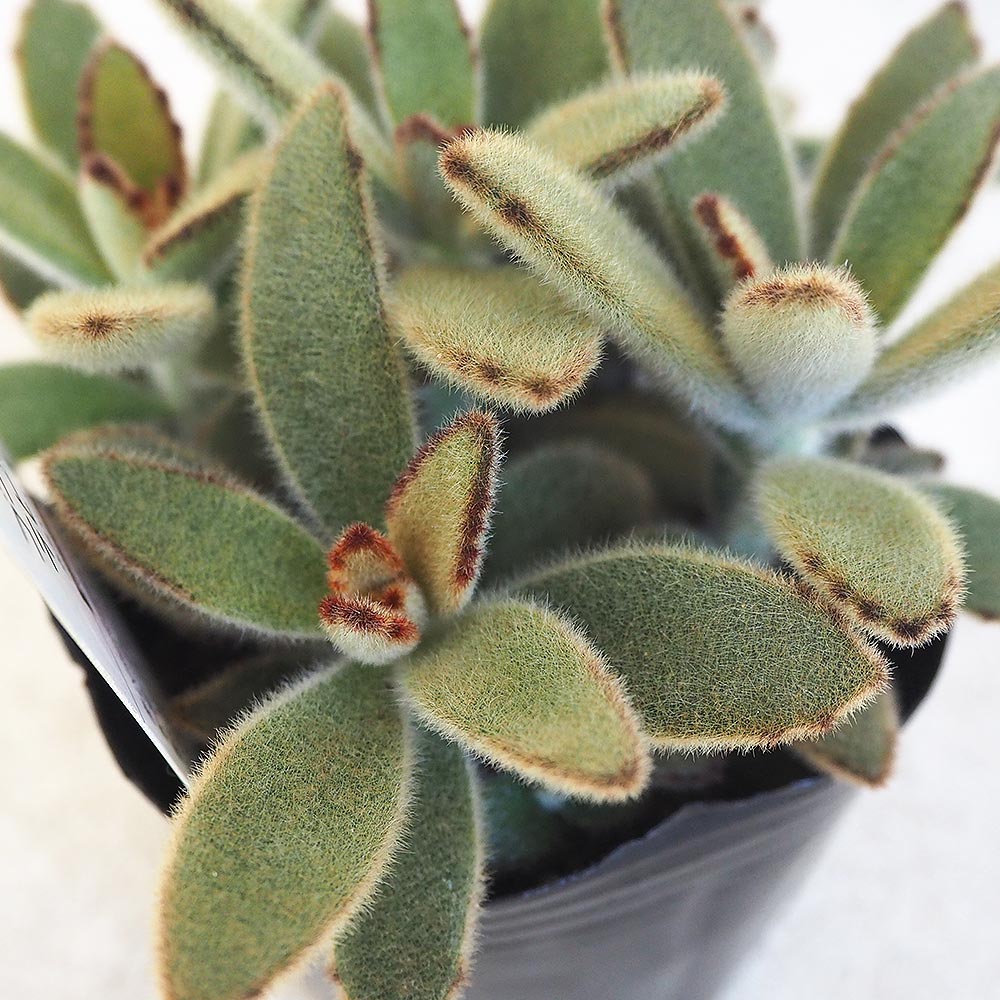 多肉植物 ゴールデンラビット2個～ 【多肉植物 3号】