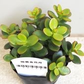 多肉植物 姫黄金花月2個〜 【多肉植物 3号】