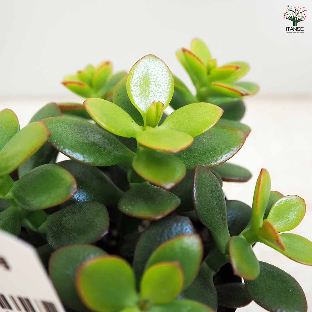 多肉植物 姫黄金花月2個～ 【多肉植物 3号】｜ 【植物のITANSE