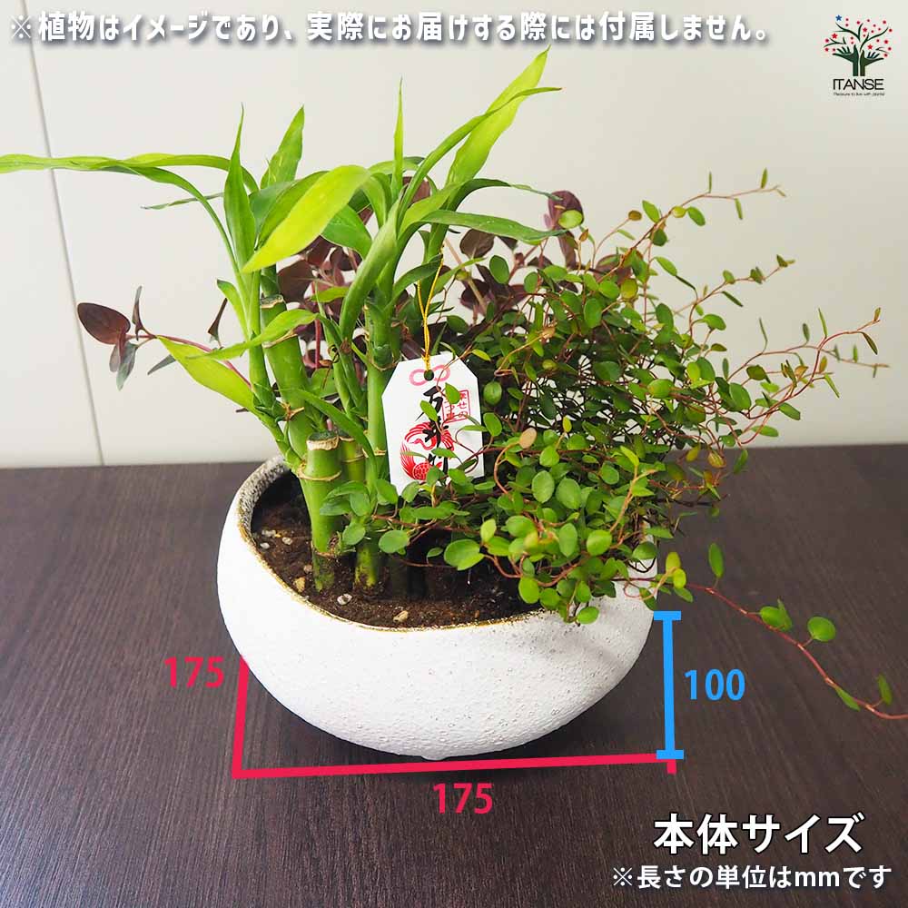 花の里-はなのさと- ロウベージュ 【陶器鉢 S】｜ 【植物の