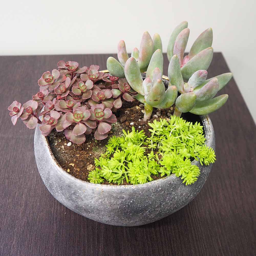 花の里-はなのさと- ロウグレイ 【陶器鉢 S】