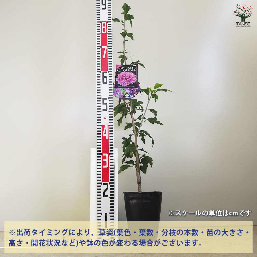 ムクゲ フレンチキャバレーパープル 【花木苗 5号】｜ 【植物の