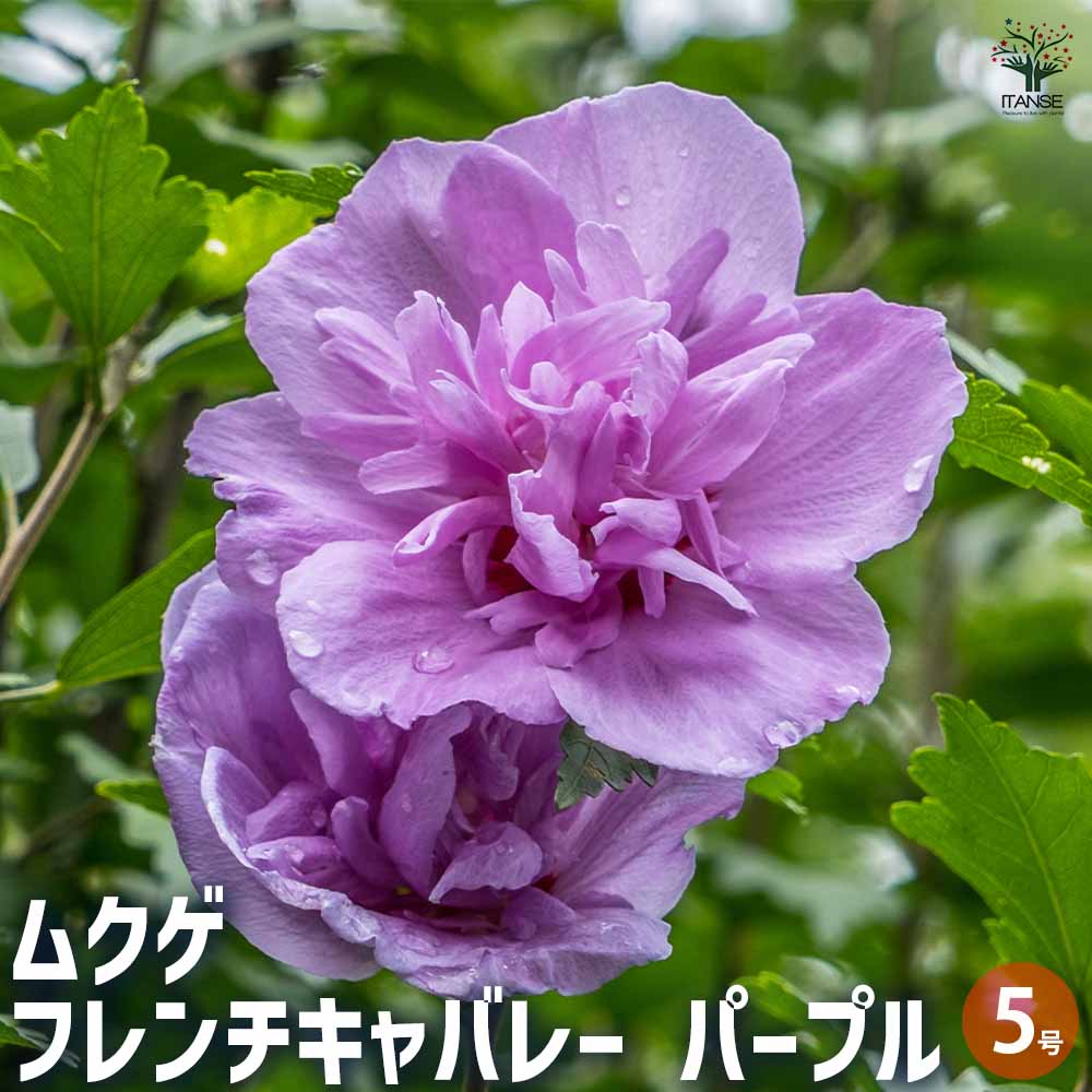 ムクゲ フレンチキャバレーパープル 【花木苗 5号】｜ 【植物の