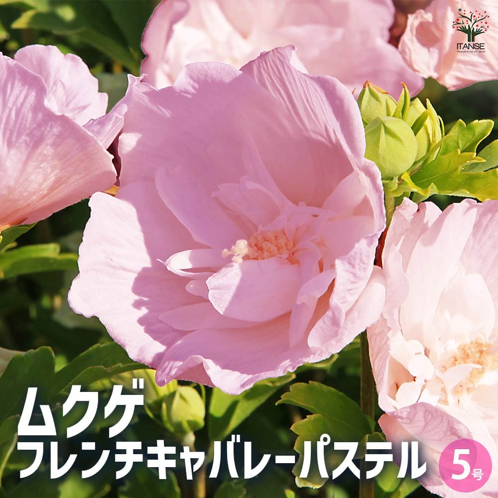 ムクゲ フレンチキャバレーパステル 【花木苗 5号】｜ 【植物の