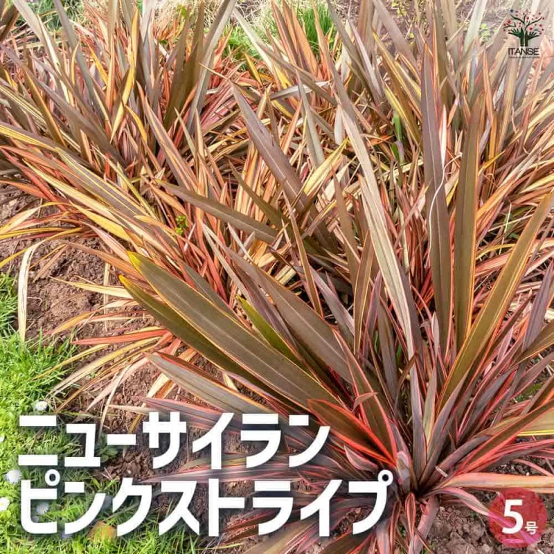 ニューサイラン(入才蘭) レインボースワン【花苗 6号ポット大苗 多年草