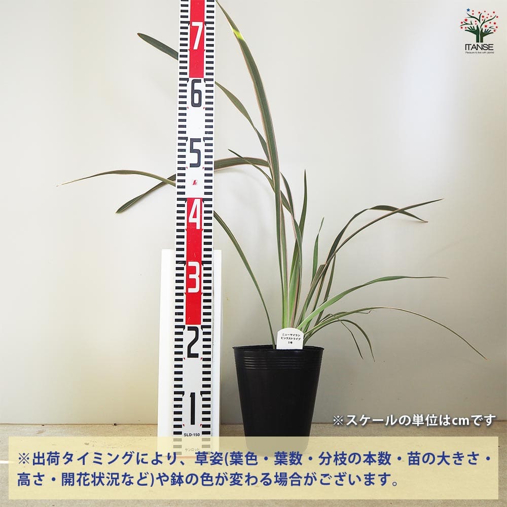ニューサイラン(入才蘭) ピンクストライプ 【花苗 5号