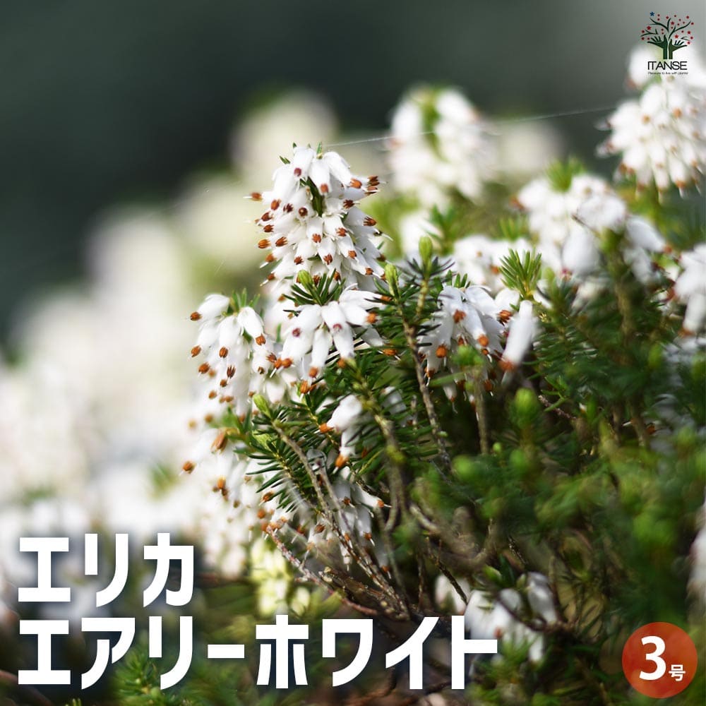 エリカ エアリーホワイト  【花木苗 3号】
