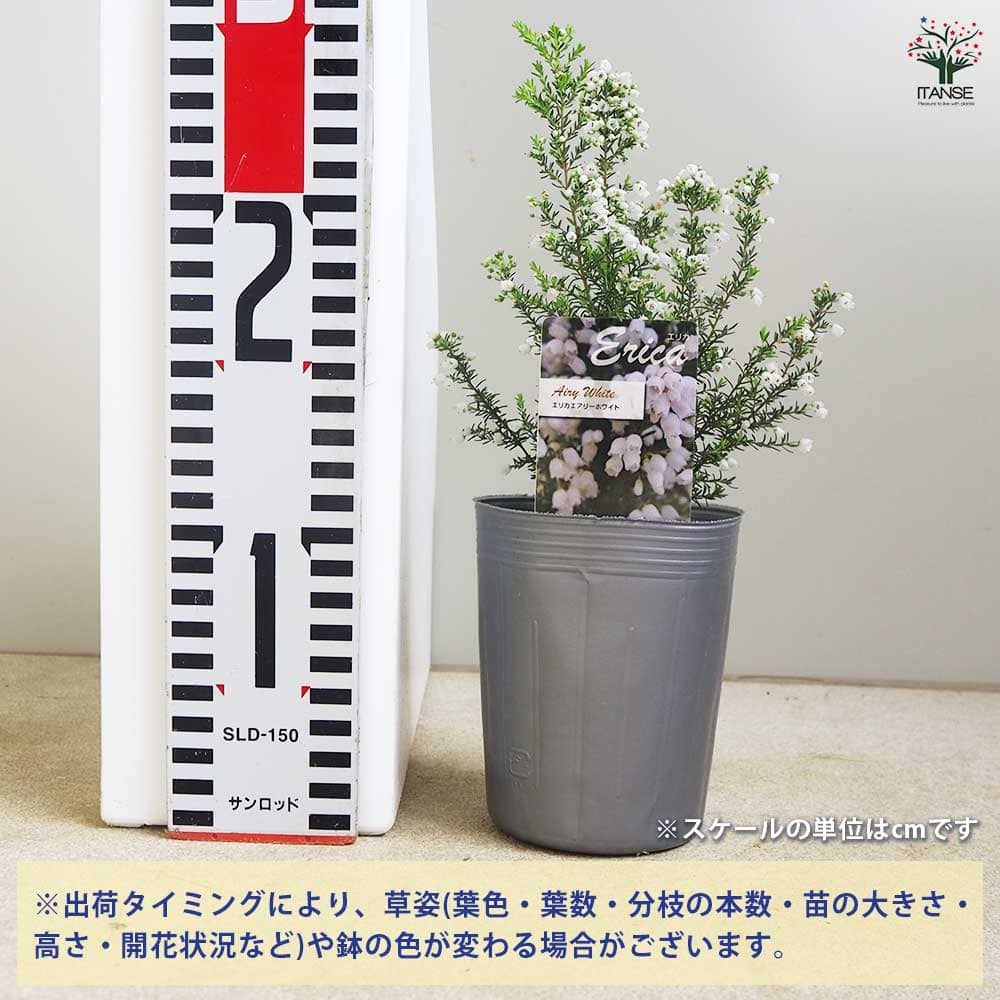 エリカ エアリーホワイト 【花木苗 3号】｜ 【植物のITANSE