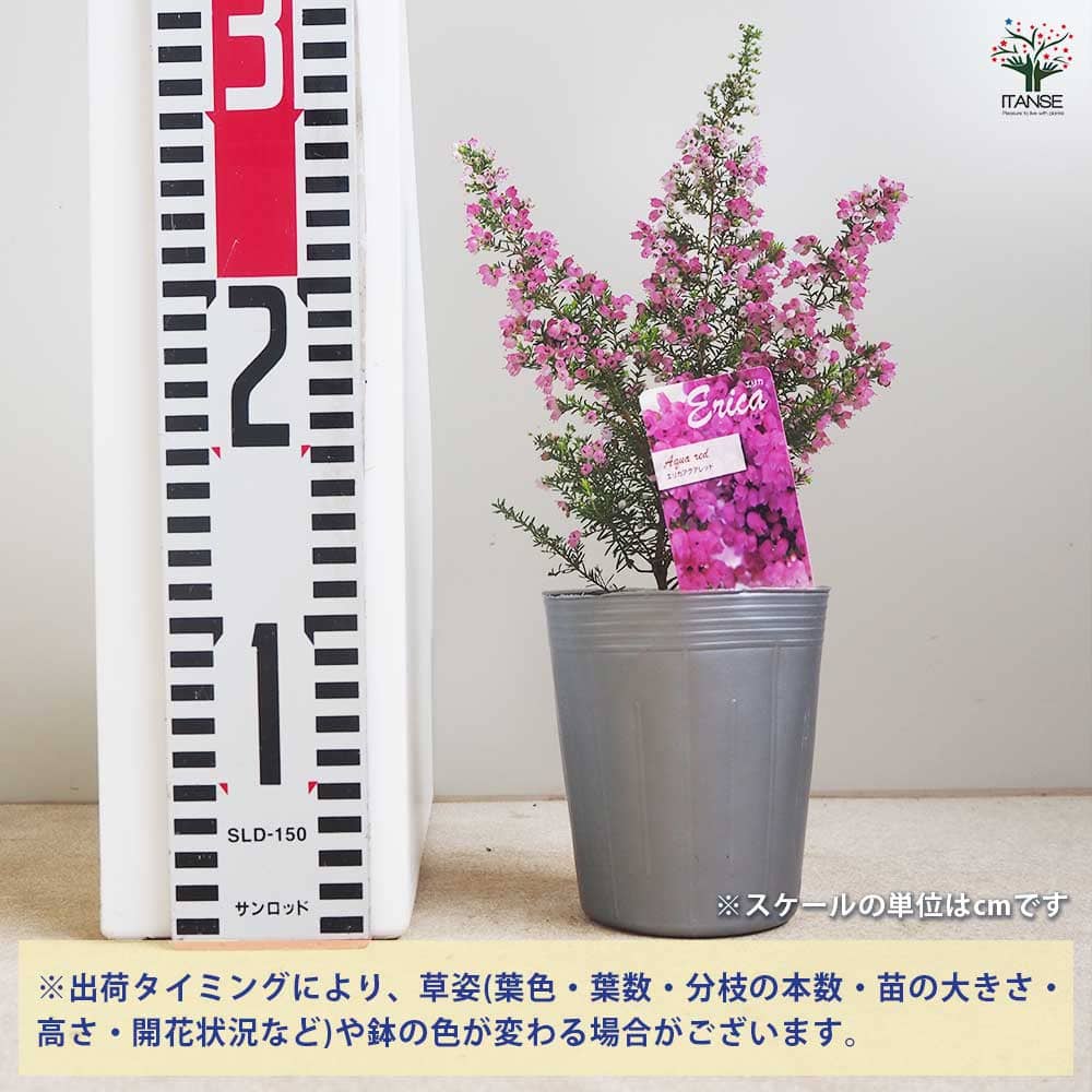 エリカ アクアレッド 【花木苗 3号】｜ 【植物のITANSE】全品