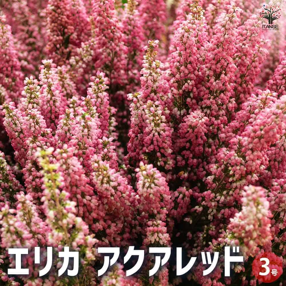 エリカ アクアレッド  【花木苗 3号】