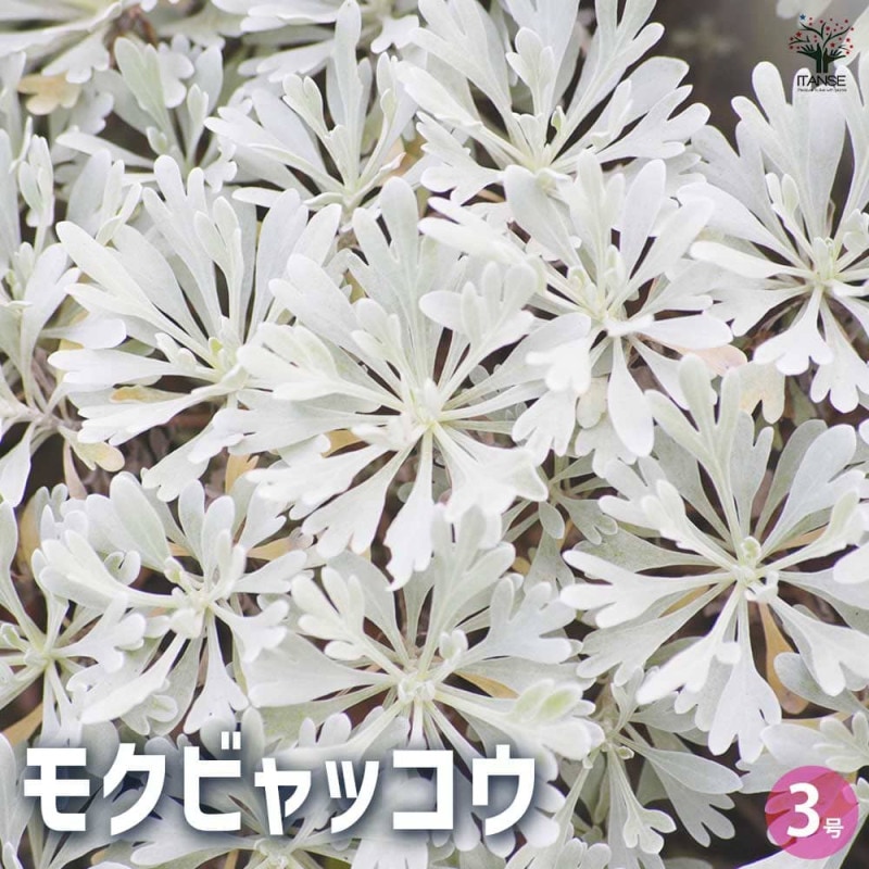 プルメリア苗木 テンプテーション 【花木苗 5号鉢／1個売り】｜ 【植物