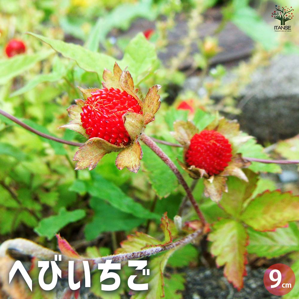 へびいちご2個～ 【花苗 9cm】