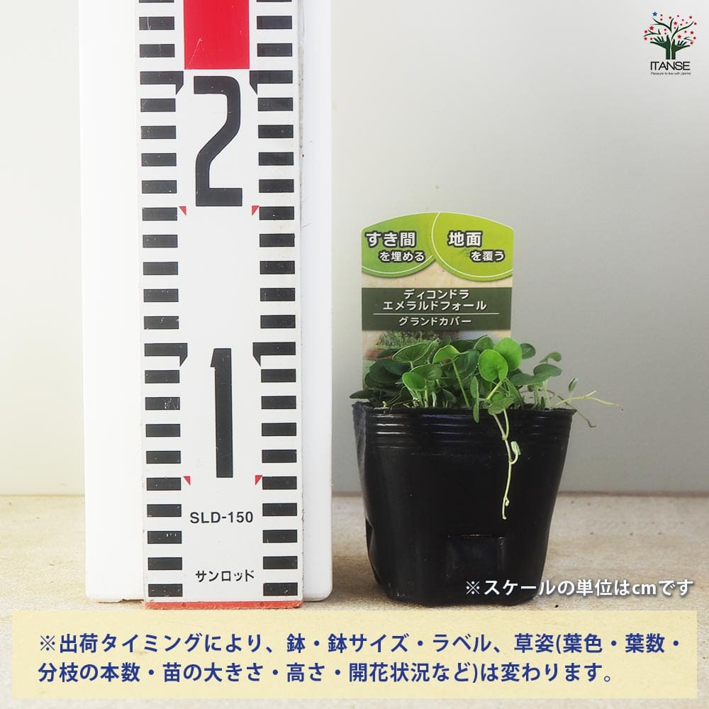 ダイコンドラ エメラルドフォール2個～ 【花苗 9cm】｜ 【植物の