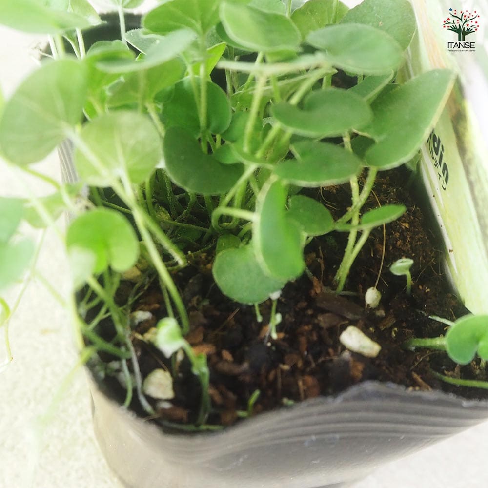 ダイコンドラ エメラルドフォール2個～ 【花苗 9cm】｜ 【植物の