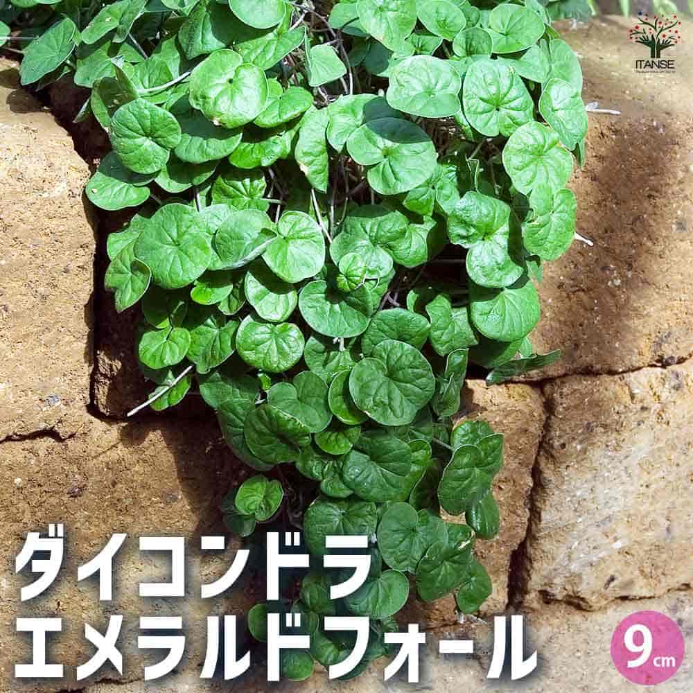 ダイコンドラ エメラルドフォール2個～ 【花苗 9cm】｜ 【植物の
