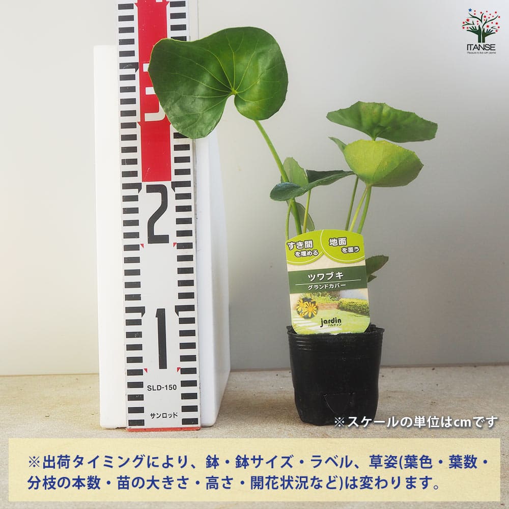 ✨ツワブキ 苗 6株 根付き✨抜き苗　山野草　農薬不使用　煮物がおいしいよ～ 楽天市場】現品苗□ツワブキ(石蕗/つわぶき)□つわ/根っこ付き